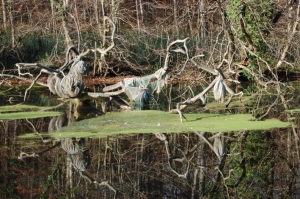 Fischreusen oder Fremdwesen